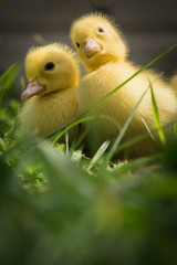couple of cute yellow fluffy ducklings in springtime green grass looking up in the sky, animal family concept