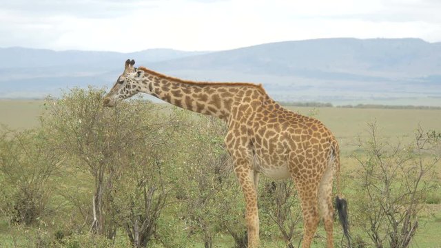Giraffe eating leaves 