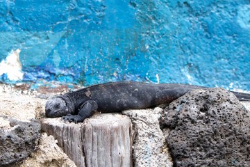 Marine Iguana from Galapagos