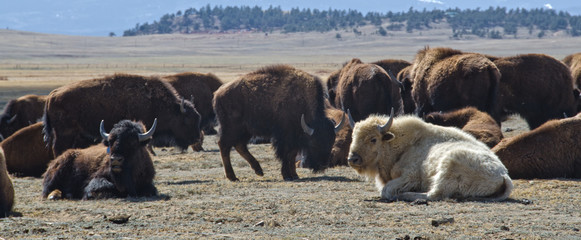 White Bison with Herd © chapin31