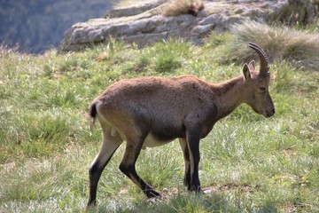 Female steinbock in the italian Alps, Pizzo Coca, Lombardy