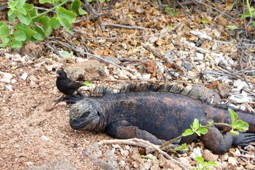 Marine Iguana from Galapagos