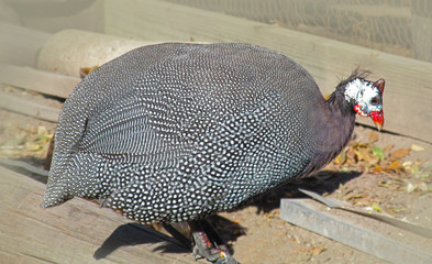 Guinea fowl on a farm courtyard in Texas. 
Beautiful big grey birds with spots on feathers and red crests on heads are using now as decorative ranch pets and for obtaining dietary meat and eggs.