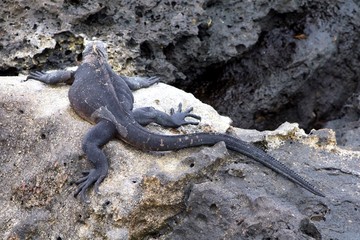 Marine Iguana from Galapagos