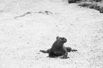 Marine Iguana from Galapagos