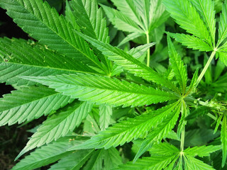 Bright green cannabis (hemp) leaves, upper part of the bush, close-up