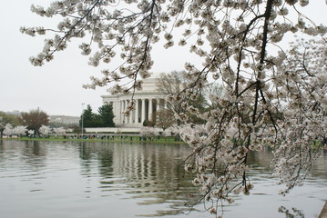 Obraz premium Cherry Blossoms 