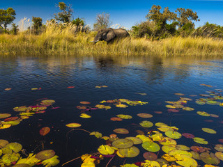 Elephant in the river Okavango delta in Botswana, Africa