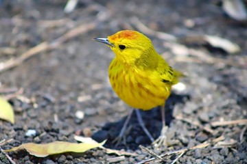 Finch in the Galapagos Islands