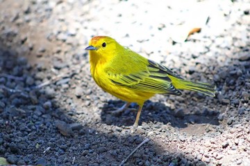 Finch in the Galapagos Islands