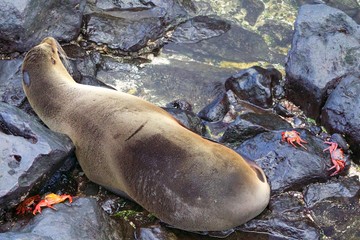 Sea Lion in Galapagos