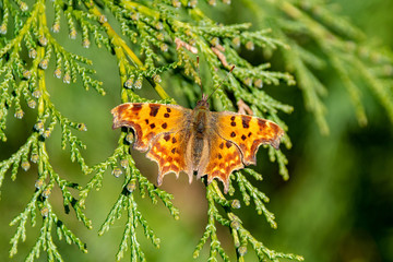 Comma butterfly (Polygonia c-album) resting on green leaves in spring