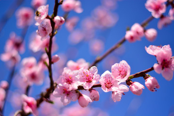Fototapeta na wymiar cherry tree blossom
