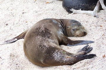Sea Lion in Galapagos