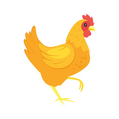 farm animal - chicken