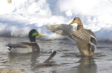 Duck Mallard on the river. 