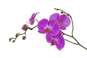 orchid flowers on a white background. 