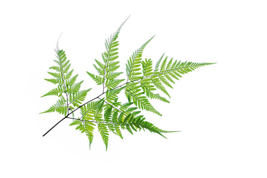Fototapeta Fern leaf isolated