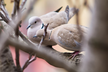 Naklejka premium Lovely turtle dove - elegant and beautiful