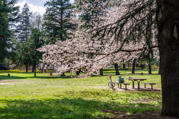 東京武蔵野 桜咲く野川公園の風景