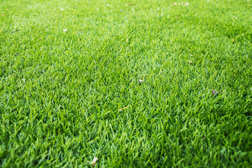 Green grass texture backgroun. Selective focus.