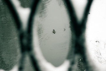 утки плавают в озере, вид через забор
