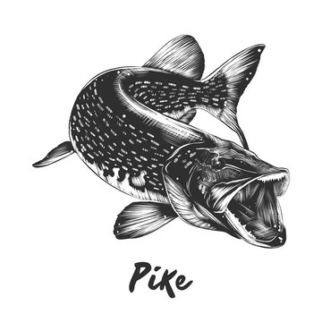 Vector engraved style illustration for posters, decoration and print. Hand drawn sketch of pike in monochrome isolated on white background. Detailed vintage woodcut style drawing.
