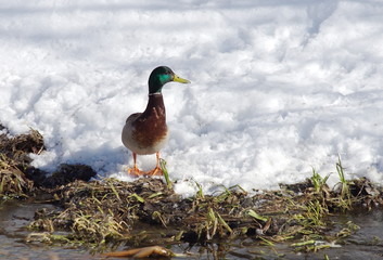 Duck Mallard on the river. 