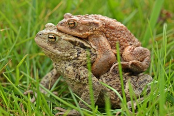 Erdkrötenpaar (Bufo bufo) auf Wanderschaft 
