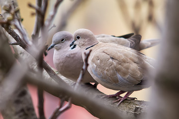 Naklejka premium Lovely turtle dove - elegant and beautiful
