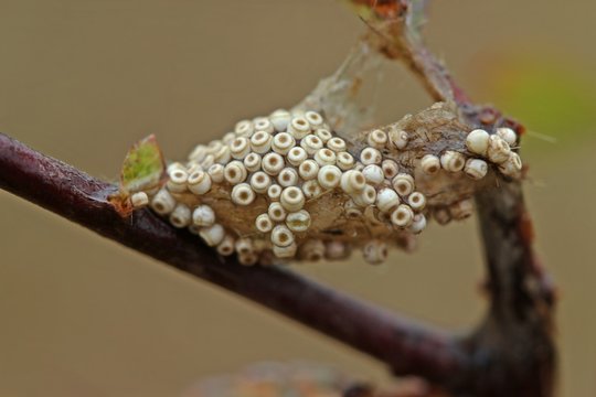 Eigelege des Schlehen-Bürstenspinners (Orgyia antiqua) auf leerem Kokon des Weibchens 