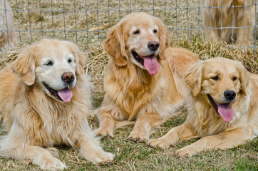 Three Golden Retrievers Sit Together