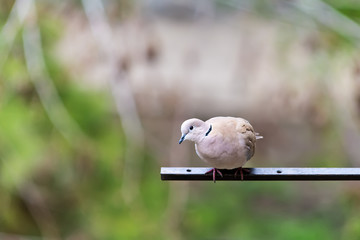 Naklejka premium Lovely turtle dove - elegant and beautiful