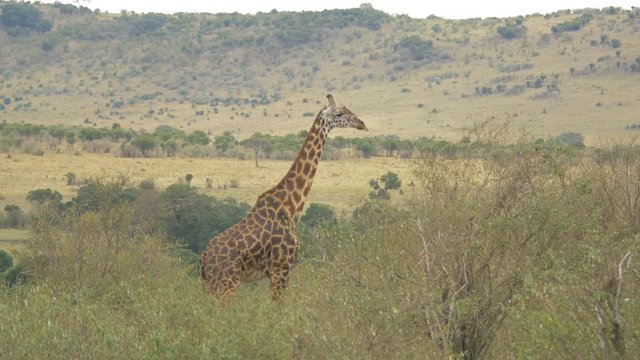 Two Maasai giraffes in the savannah