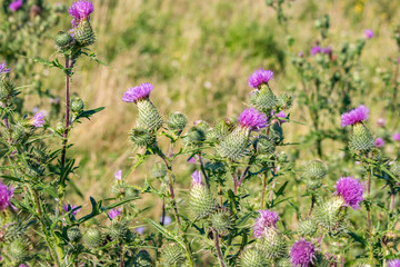 Cirsium vulgare (also known as spear thistle, bull thistle, or common thistle)