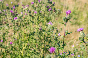 Cirsium vulgare (also known as spear thistle, bull thistle, or common thistle)