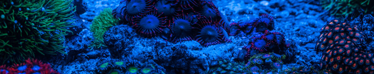 Reef tank, marine aquarium full of fishes and plants. Horizontal photo banner for website header....