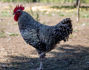 kogut © Hanna