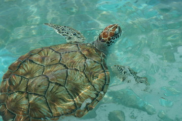 Obraz premium Sea Turtle