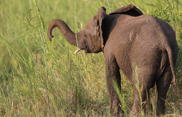 Obraz premium Elephant baby in sunshine