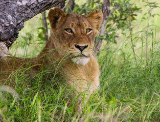 Lioness in shade