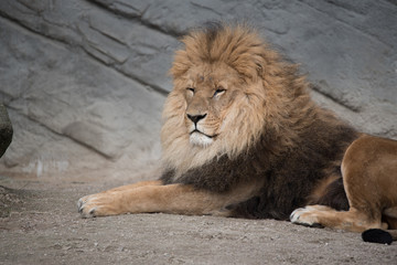 Naklejka premium Portrait eines Löwen