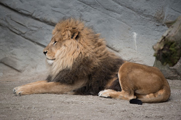 Portrait eines Löwen