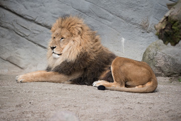 Portrait eines Löwen