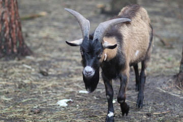Brązowy kozioł w mini-zoo w gospodarstwie agroturystycznym © Bratkowa
