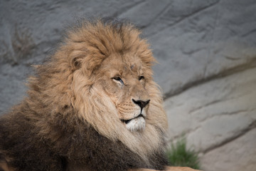 Plakat Portrait eines Löwen