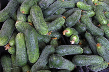 Raw Green Organic Pickle Cucumbers. Fresh mini cucumbers for sterilization. Pickle. Vitamin and healthy food background. Cucumber texture. Vegetables pattern. Wallpaper or cover photo of pickle. 