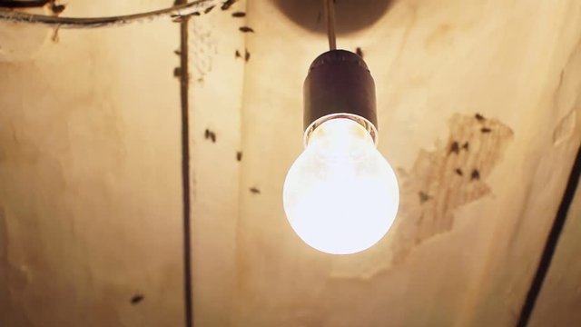 A lot of flies fly around the light bulb and beat against the ceiling of the old house.