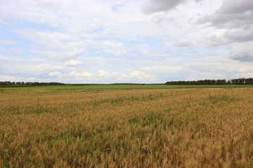 field near Krolevets