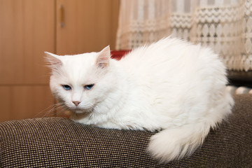 Naklejka premium Portrait of Siberian kitten